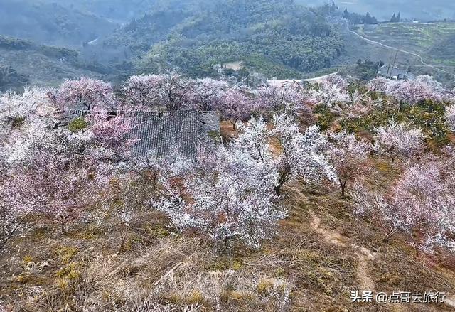 成都真正的“小林芝”盛景，被严重低估，漫山梅花，美到震撼！