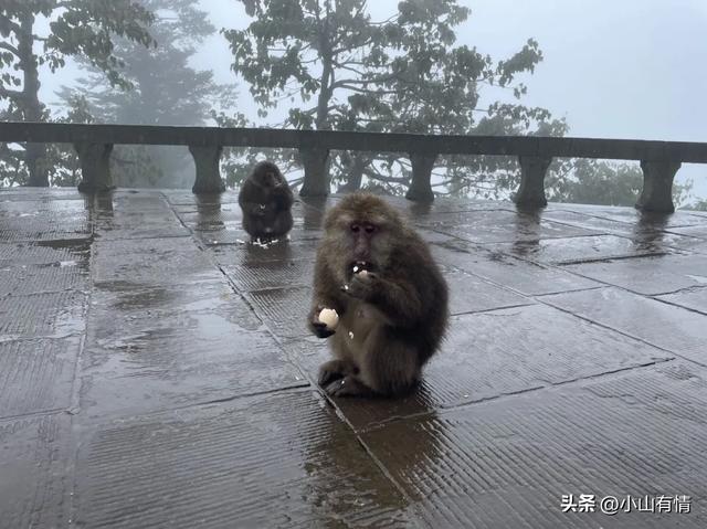 国庆节爬峨眉山：我的意中人（下）