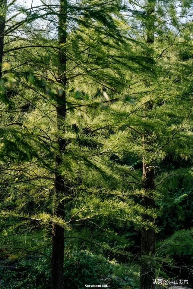 骑遇坪山① | 宝藏“高颜值”骑行线，拍出森系大片刷爆朋友圈