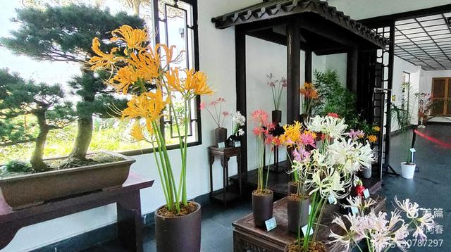 游西湖：杭州植物园之石蒜花展