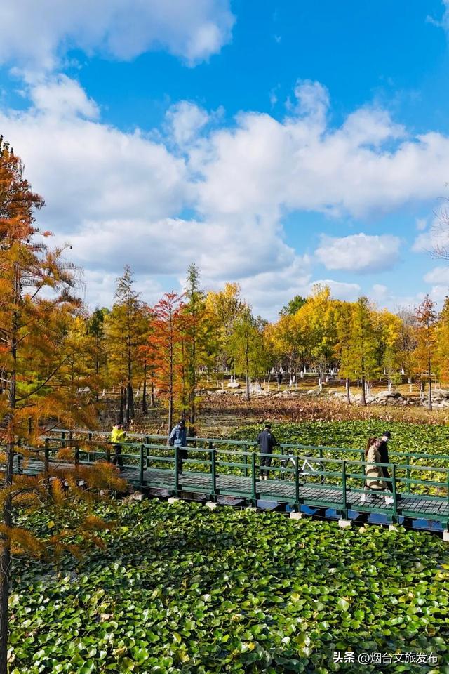 【乐游烟台】最新实拍！烟台鱼鸟河“顶级秋色”加载中