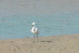 山东潍坊滩涂再现“赶海”热，只是人流过后，候鸟吃什么？图片