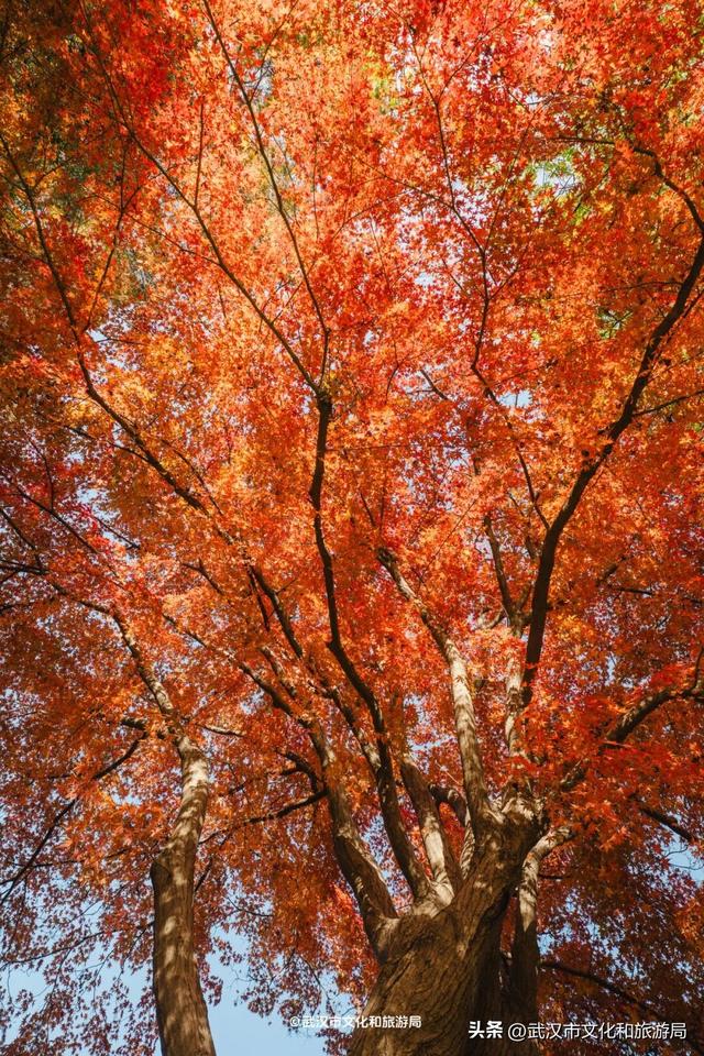 本周，武汉彩叶杀疯了！