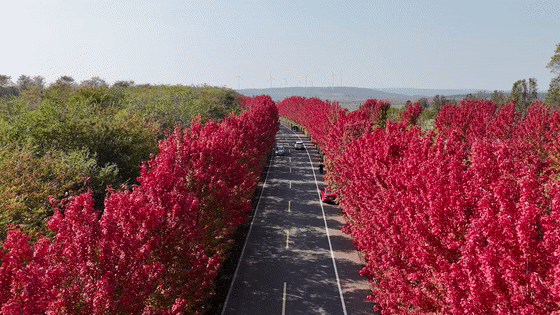 红枫火了！这边“枫警”独好