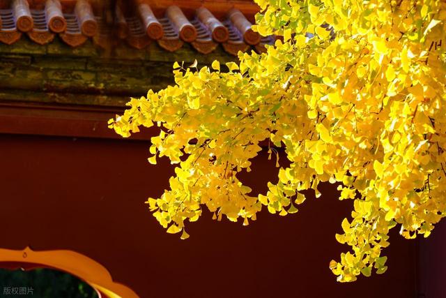 银杏 梧桐 落叶