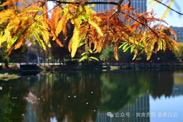 【爽游白云】曹关湿地公园的限定秋色