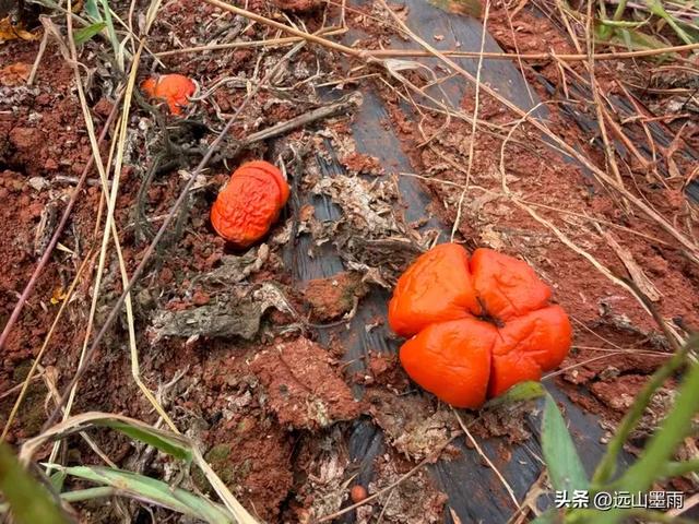 随走呈贡大学城,逛梁王湖、转小土林,感受多彩的秋冬世界,休闲