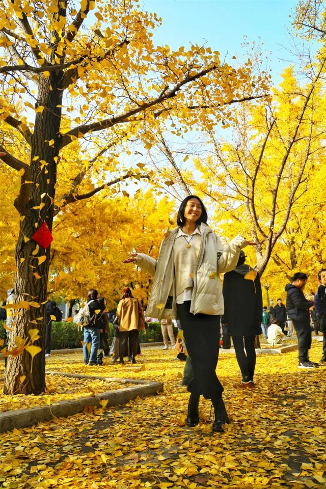 别急,地坛秋色还在!银杏节持续至本周末→