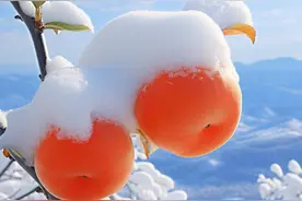 雪中柿子特写——“柿柿”如意，红红火火图片