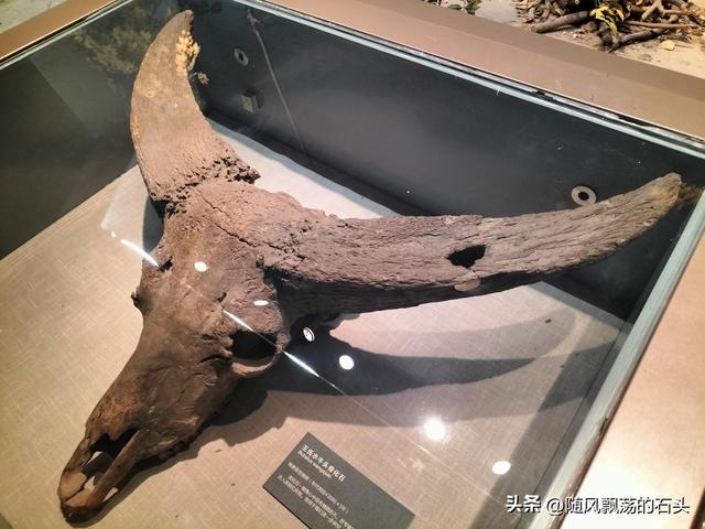 大庆博物馆的镇馆之宝可能是它， 而不是猛犸象