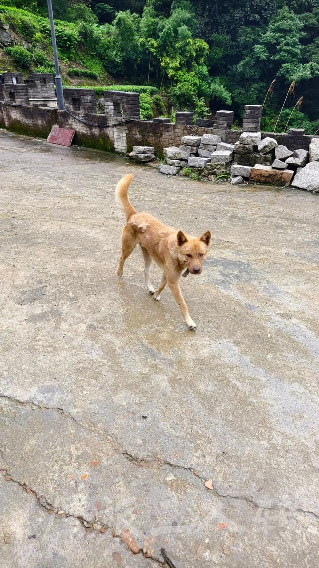皖浙摩旅二人转——松阳横坑村篇（下）
