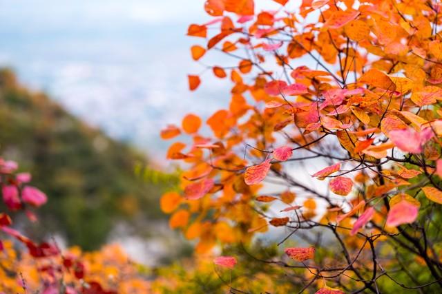 山西太原崛围红叶