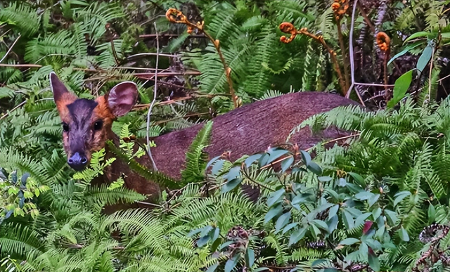 监守自盗! 2024年, 湖北一护林员在山里架980米电网, 冰柜中搜出肢体
