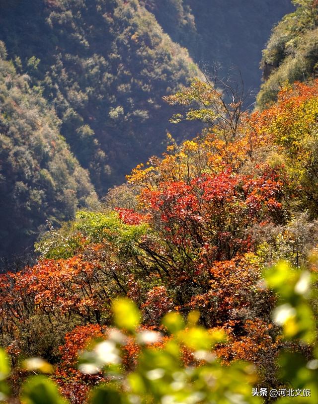 赏红叶・听秋水・颂英魂！河北涉县庄子岭，藏着太行动人的秋