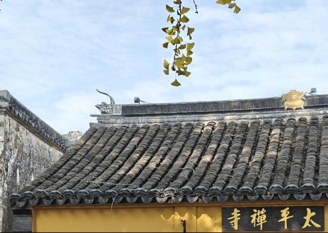 观太平禅寺外银杏有感