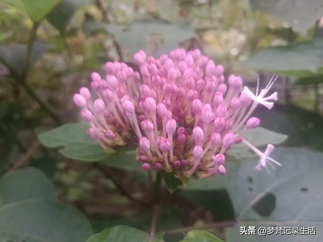 我最近热衷废墟游因为多少总会有收获,加油!我的胜利已近在眼前
