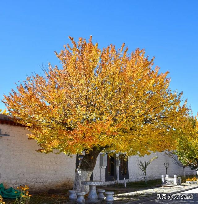 太美了！假如初冬去拉萨，请一定要来这里打卡！