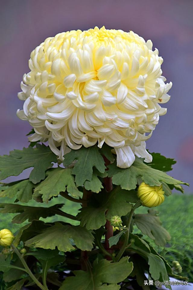 菊花是秋天里美丽的图画