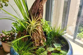 养鱼原来如此简单，手把手带你DIY古法养鱼生态水陆缸图片