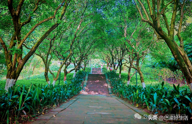 北碚公园竟是"大熊猫"命名地，原来藏着这么多秘密