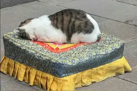 寺庙网红猫咪被人打到血管破裂 网友：“坏人拜啥也没用”图片