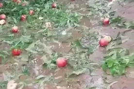 山东临沂中午抗旱下午又下冰雹图片