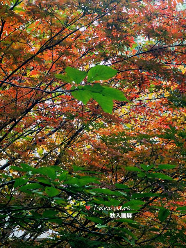 秋色入画屏