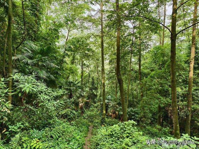 成都徒步（69）·彭州篇⑯法藏寺环线（桥断未走通）