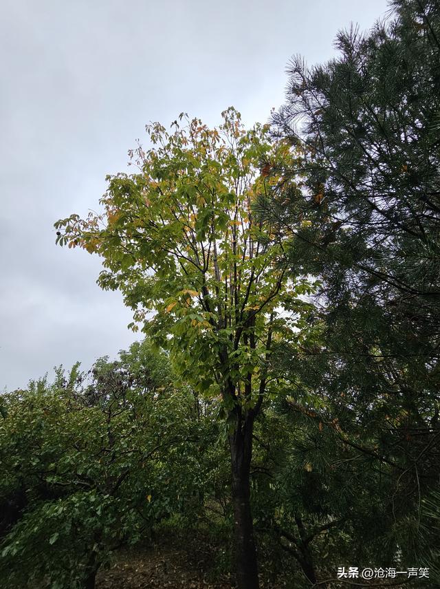 苑城公园，秋色迷人，落英缤纷，古色古香，一副秋色秋景染枝头！