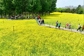 【2024爱沈阳·春天花正开】邂逅初夏 收好攻略 这处万平油菜花海等客来图片