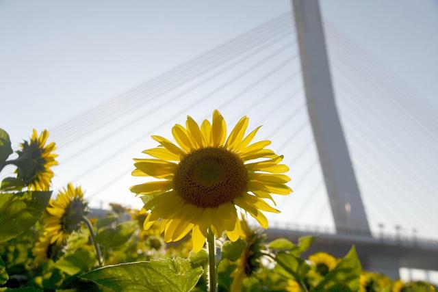 【一城花信·立秋】八月沈阳 花海藏不住