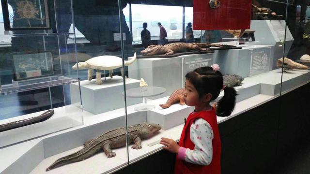 带着孙女去旅行（171）参观云南省博物馆
