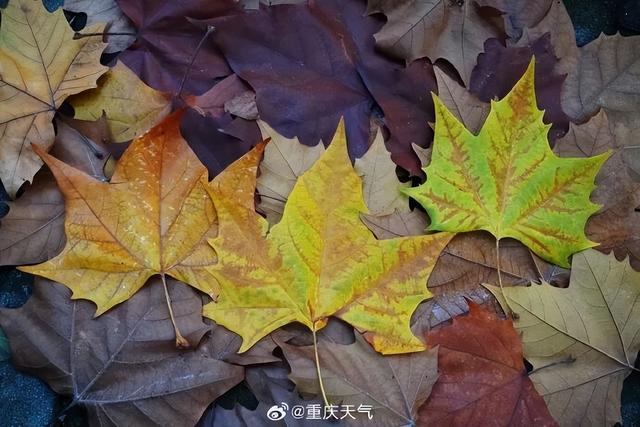 轨道直达！重庆“顶流”梧桐大道已经美到next level了！