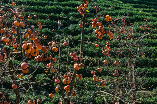 跟着文化游光山丨翁塆茶园：柿熟秋光里的千年雅韵