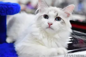 别不信！只有极致爱你的猫咪，才会做这8个行为图片