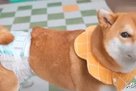 狗狗也有“大姨妈”？记好这些才能更好的照顾它们！图片