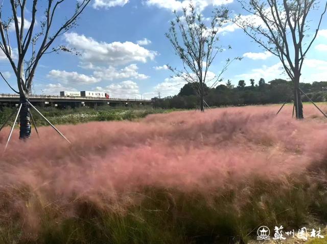 21处绚烂花海!苏州“晚秋花海”赏花地图出炉