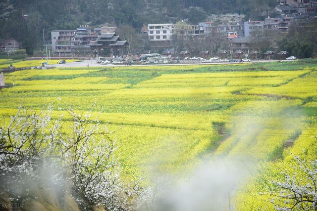 错峰赏花，今年3-5月，去这8个人少的地方，漫山遍野春和景明