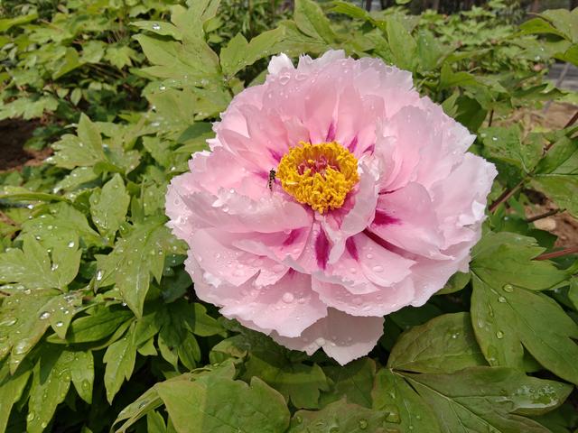 洛阳中国国花园：千亩牡丹盛放 国色倾城醉游人