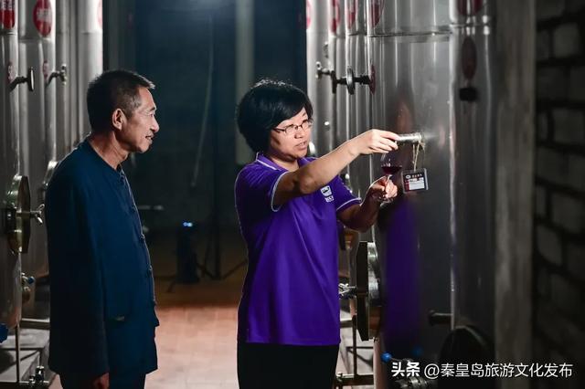 夏日特辑|体验葡萄架下的甜蜜慢生活，秦皇岛葡园采摘与红酒品鉴两日游线路！