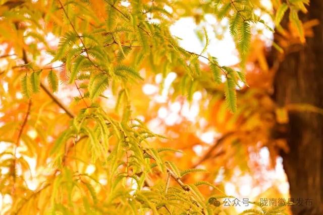 徽县：水杉的冬日华彩