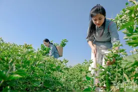 千亩艾草迎丰收 特色产业助增收图片