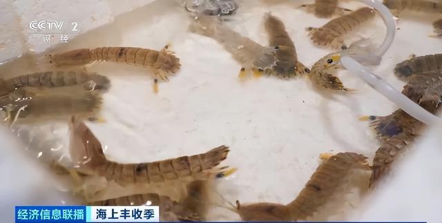 东海开渔梭子蟹市场价格如何