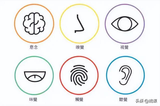 人类独占意识？鸟类没大脑皮层，却照样有意识！意识不是人类专属