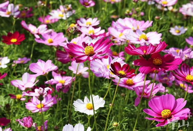 最佳赏花期到了！