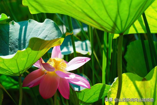 稷山民乐园：荷香满池 共赴夏日“莲”约