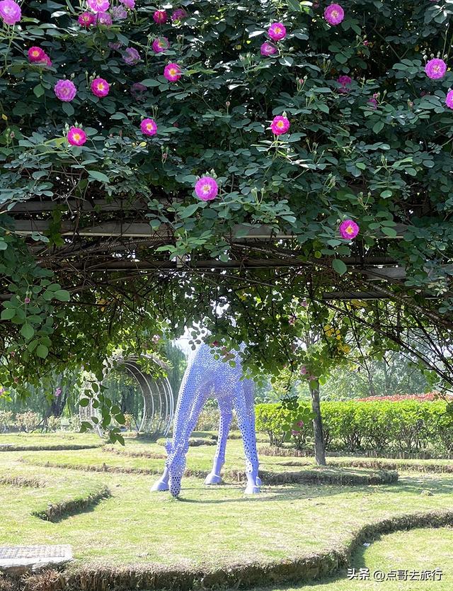 成都蔷薇花开爆了，免费才是最美，花墙瀑布很惊艳，太适合拍照！