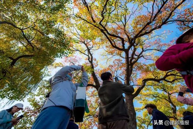 南京深秋顶流！莫愁湖的乌桕树藏不住了