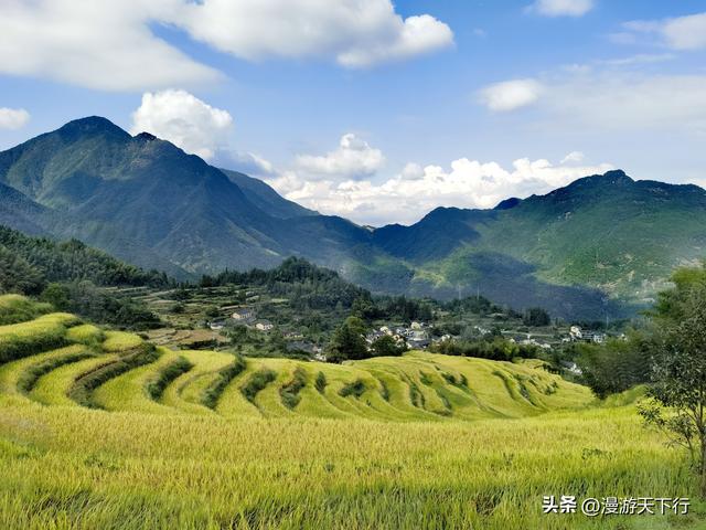 浙江云和梯田稻秧金黄，美景带来惊险一幕，无人机失而复得