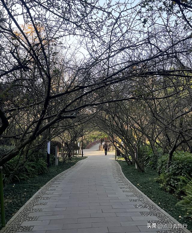 成都被私藏的彩林公园，流金溢彩，充满老城烟火气，地铁公交直达